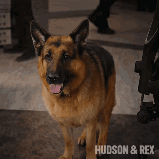 Sit Rex GIF Sit Rex Diesel Vom Burgimwald Откриване и споделяне на GIF файлове