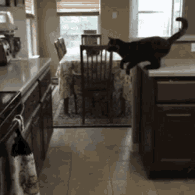 Cat Fail Gif