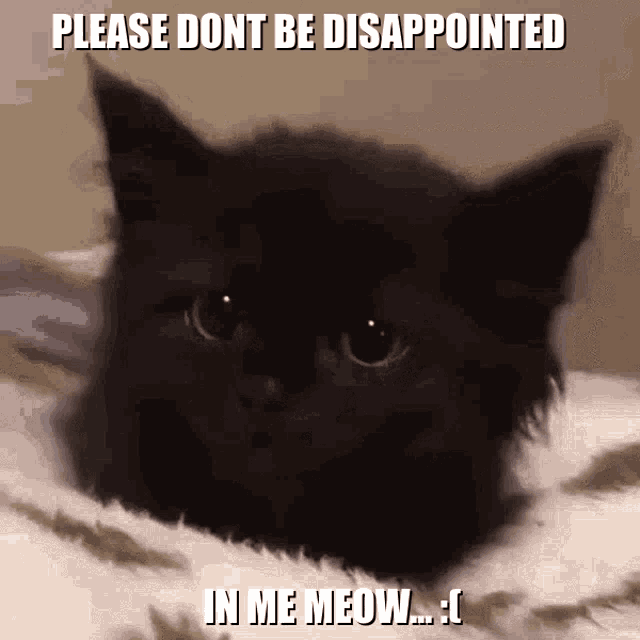 Cat GIF Cat Discover & Share GIFs