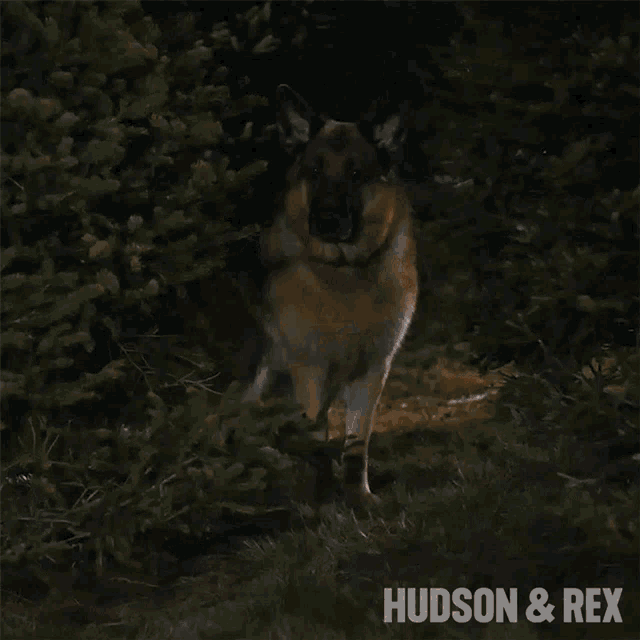 Attack Rex GIF Attack Rex Diesel Vom Burgimwald Discover & Share GIFs