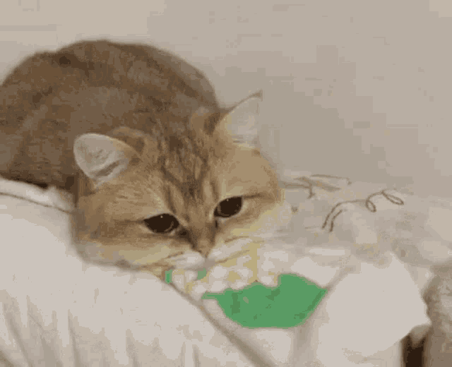 Catcrying GIF Catcrying Discover & Share GIFs