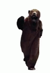 Bear Dance GIF - Bear Dance - Discover & Share GIFs