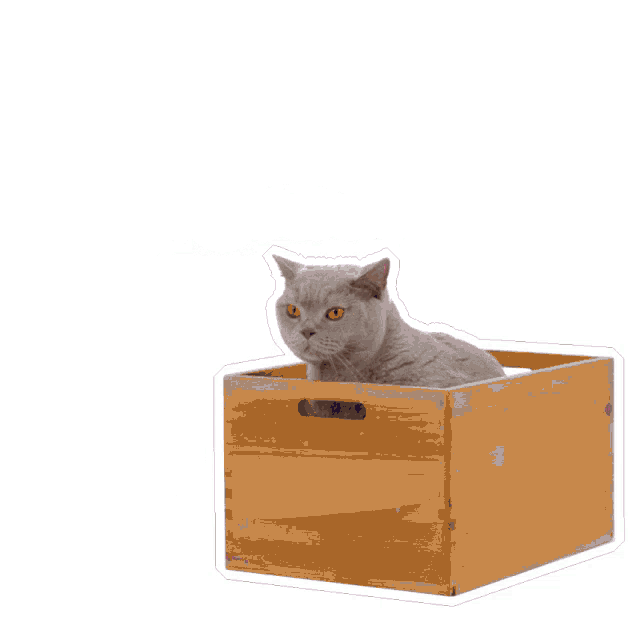 Cat Petsure Sticker Cat Petsure Be Petsure discover and share GIFs