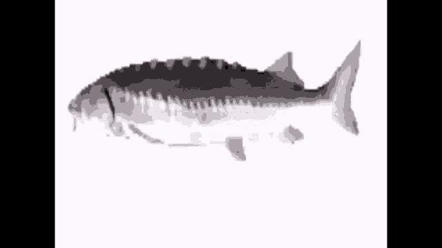 Fish GIF - Fish - Discover & Share GIFs