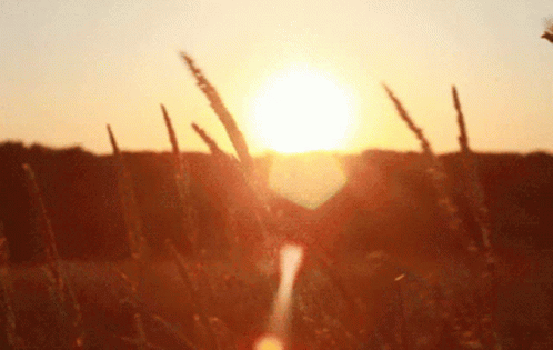 Sun Sunshine GIF - Sun Sunshine Wheatear - Discover & Share GIFs