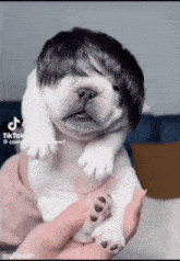 Pibble Pibble Meme GIF - Pibble Pibble meme Meme - Descubrir y