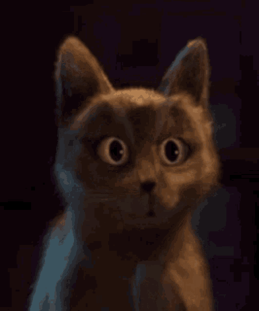 Ooo Gif Cat