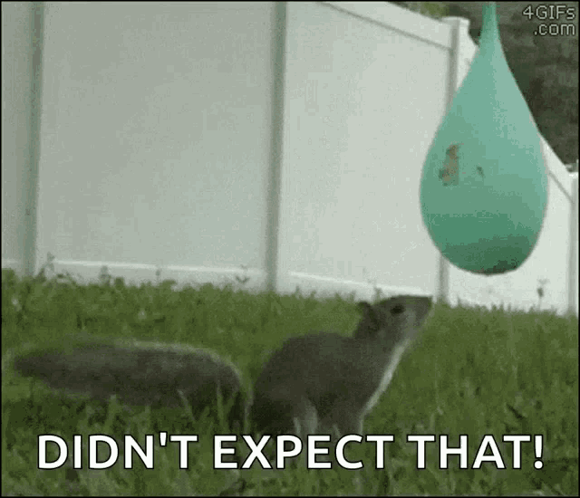 Squirrel Balloon GIF Squirrel Balloon Prank Discover & Share GIFs