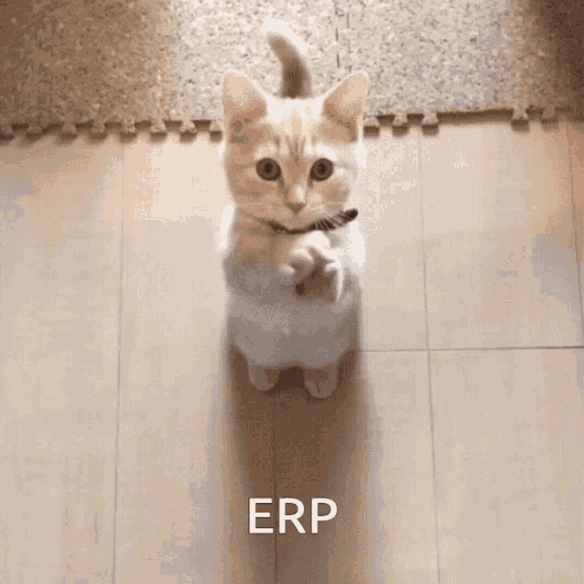 Cat Begging GIF Cat Begging Beg Discover & Share GIFs