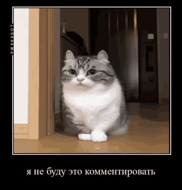 Cute Cat GIF Cute Cat Cats Discover & Share GIFs