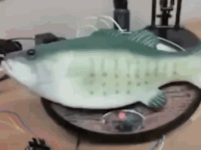 Fish GIF - Fish - GIF 탐색 및 공유