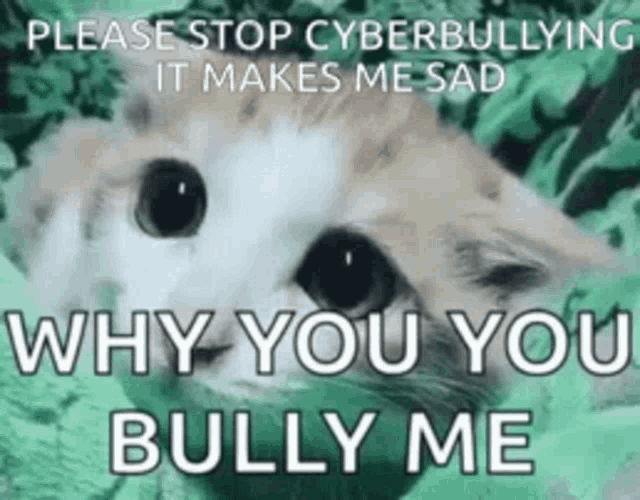 Stop It You Cat Meme