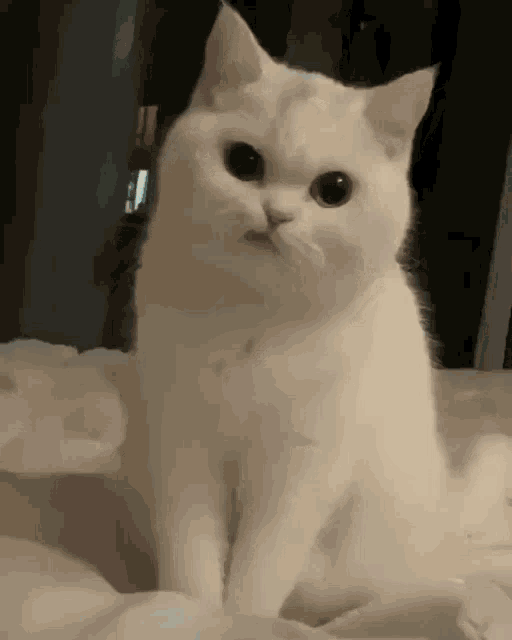 Cat Angry Gif Cat Angry Grumpy Discover Share Gifs vrogue.co