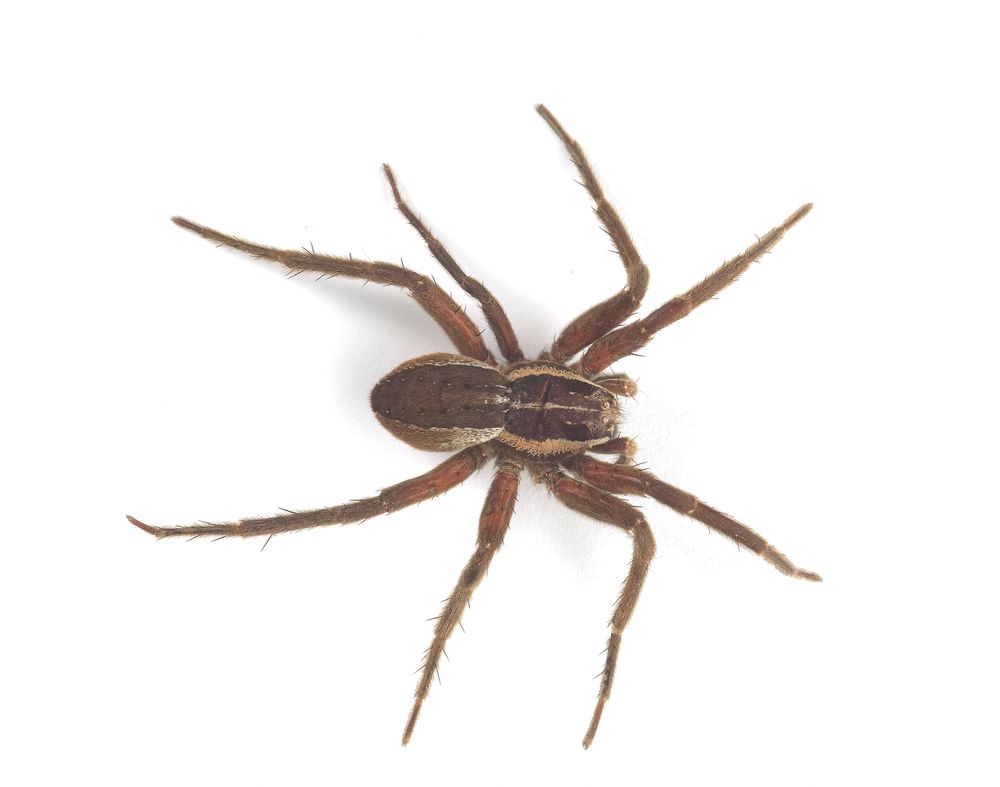 Loading... Collections Online Museum of New Zealand Te Papa Tongarewa