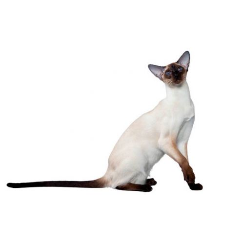 Best Hypoallergenic Cats &amp; Cat Breeds ThatSweetGift