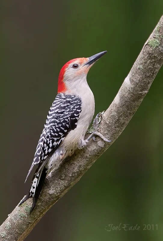 Backyard Bird Photography Setup Tips