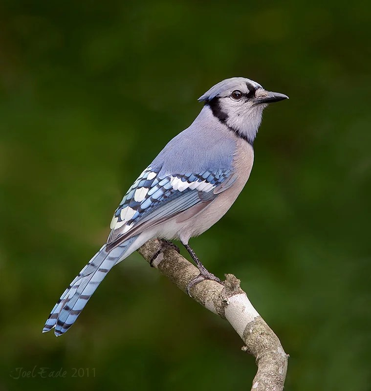 Backyard Bird Photography Setup Tips