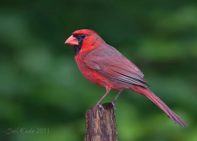 Backyard Bird Photography Setup Tips