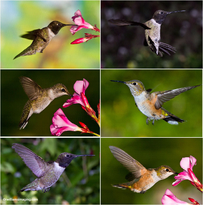 Hummingbird Photography Tips