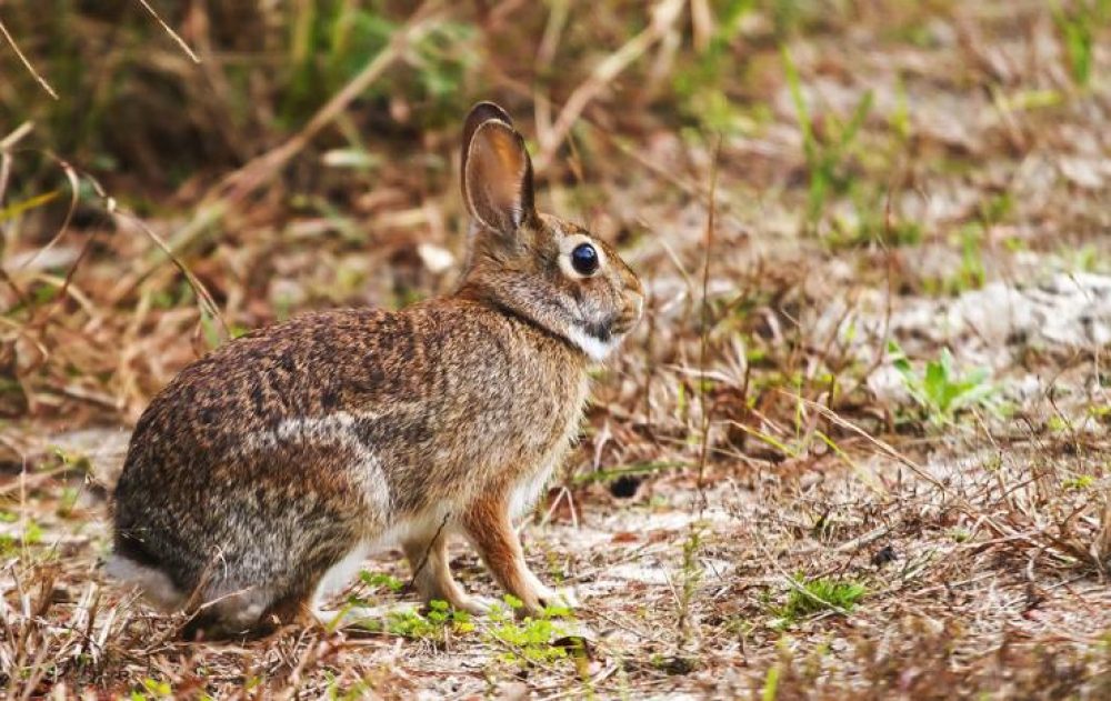 How to Clean & Field Dress a Rabbit for Consumption Complete Guide