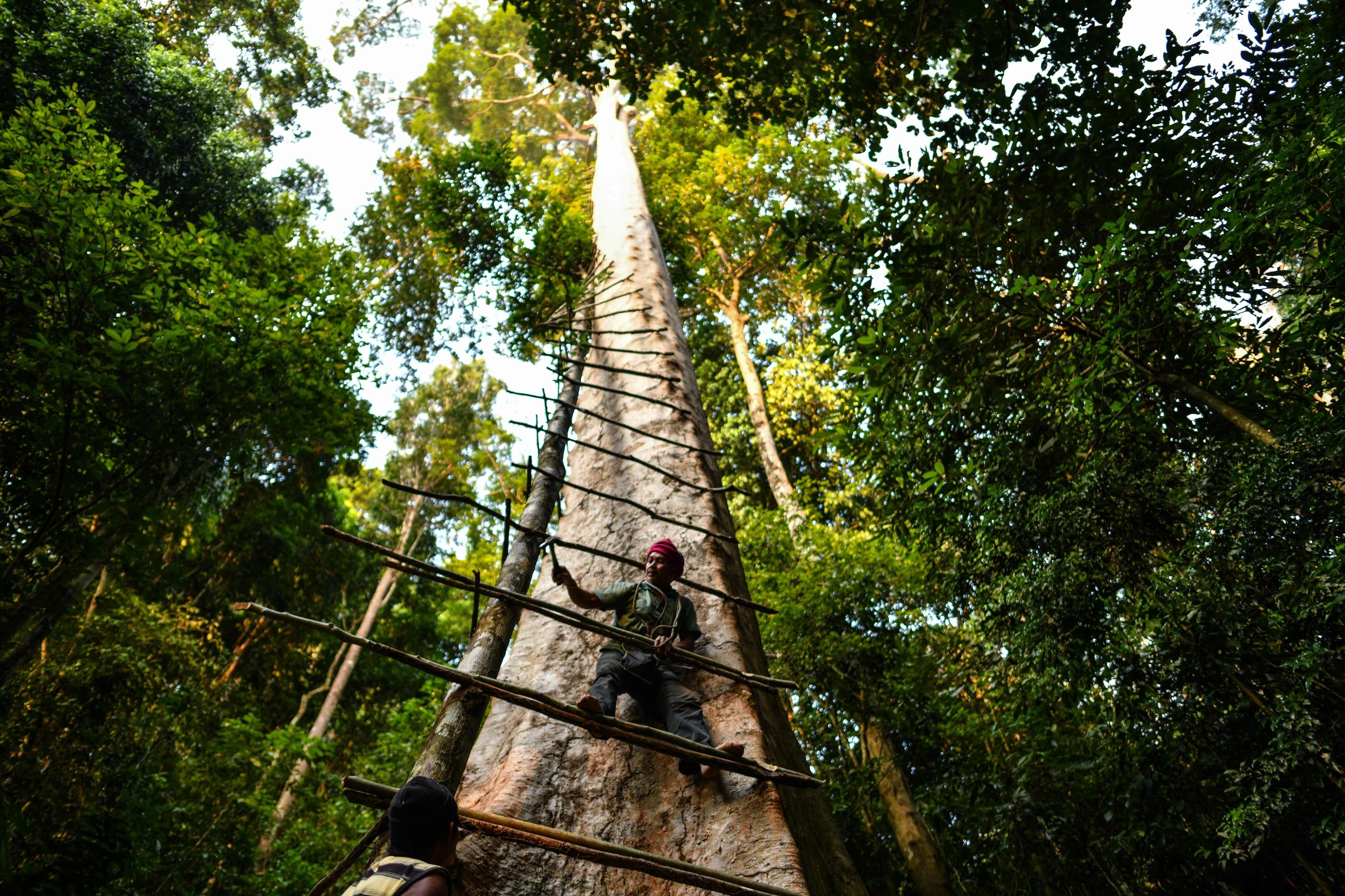 Malaysia’s honey hunters defy angry bees to harvest
