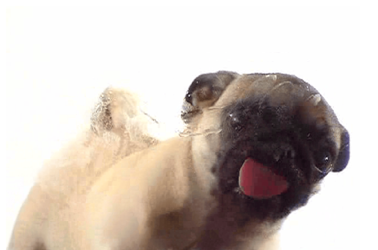 Website of the week A dog licking your screen