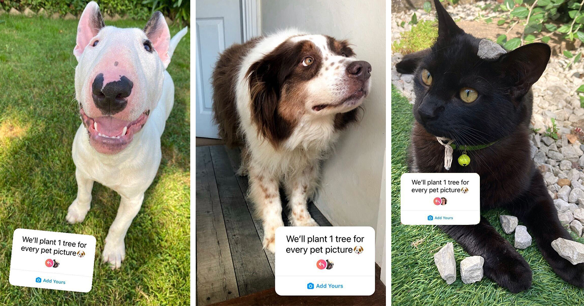 Debunking the plant a tree for every pet picture on Instagram trend