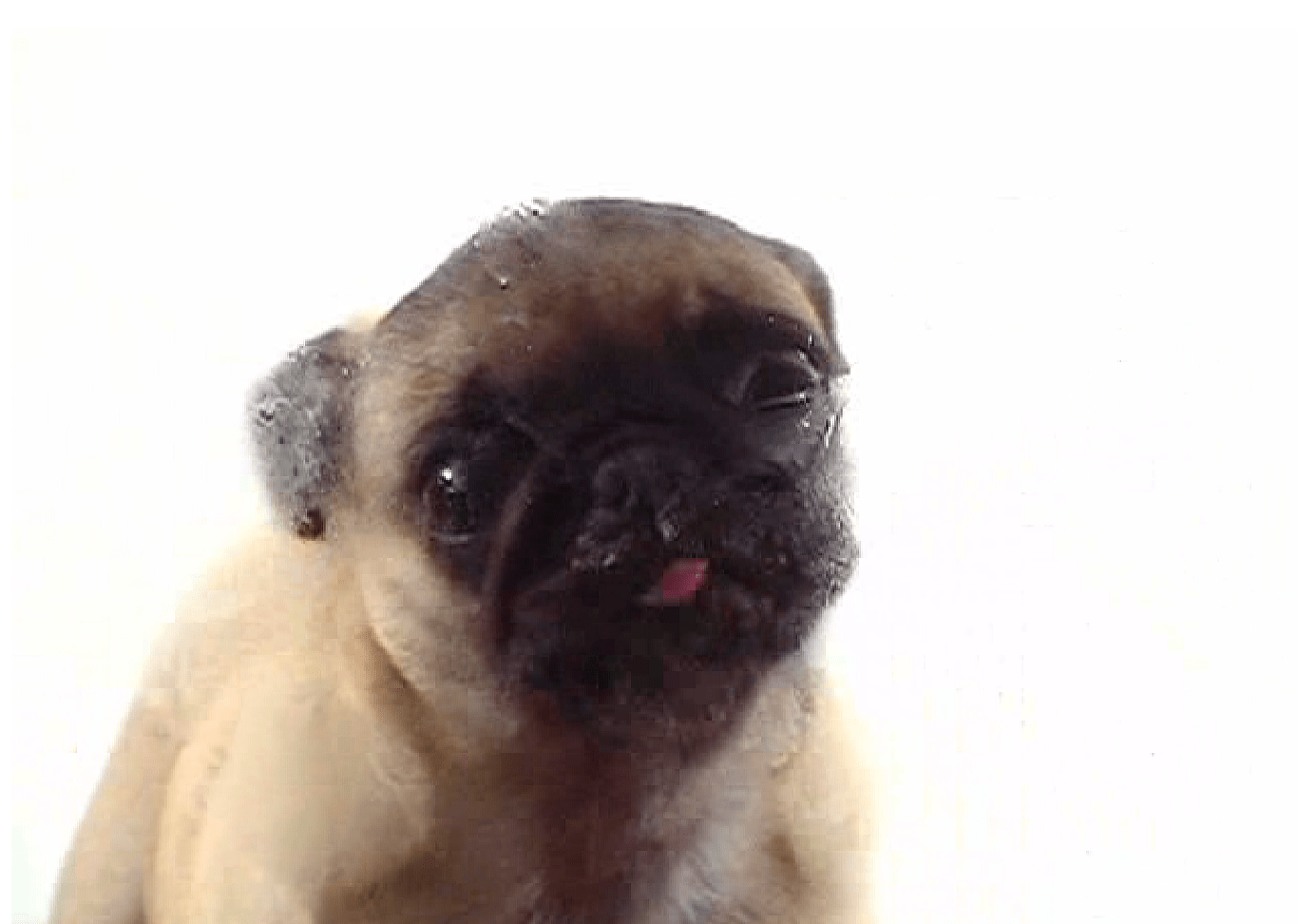 Puppy Cute Wallpaper Home Screen Pug Licking Dogs PetsWall