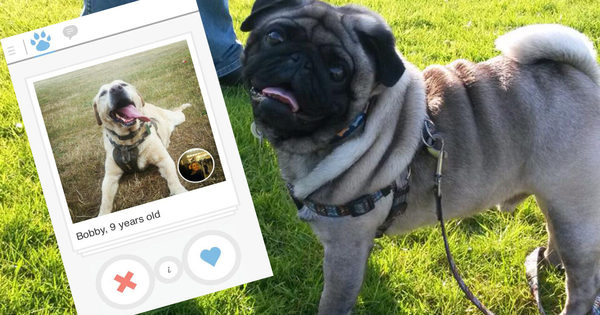 Tinder for dogs exists and it's supposed to help you find love