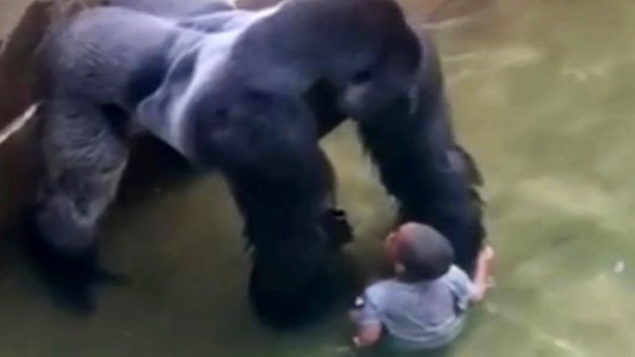 Harambe's blood is on the hands of everyone who's been to a zoo