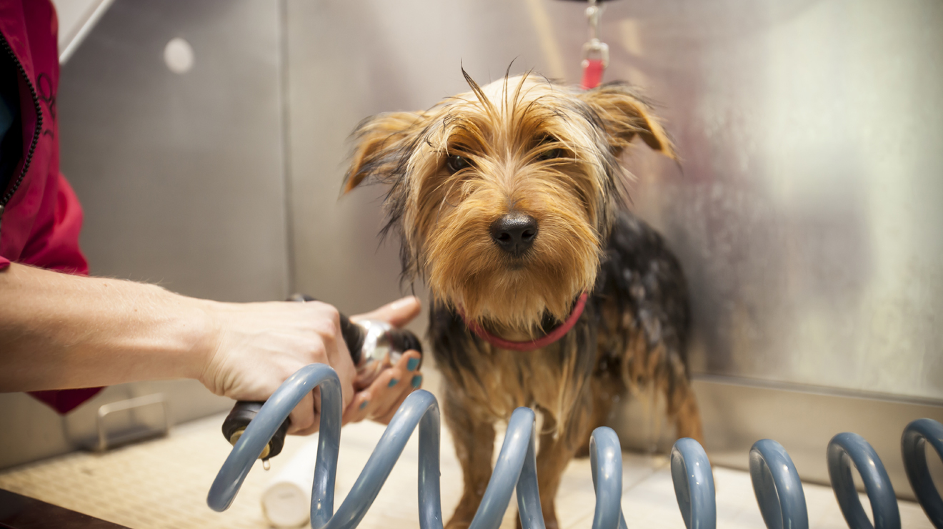 London's best dog groomers Shopping and lifestyle Time Out London