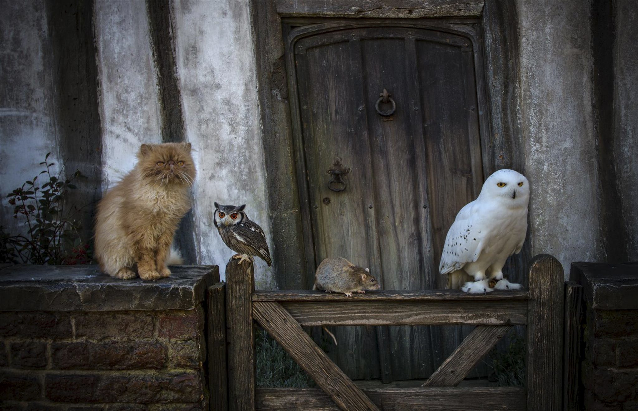 Animal Week at the Warner Bros Studio Tour The Making of Harry Potter Things to do in London