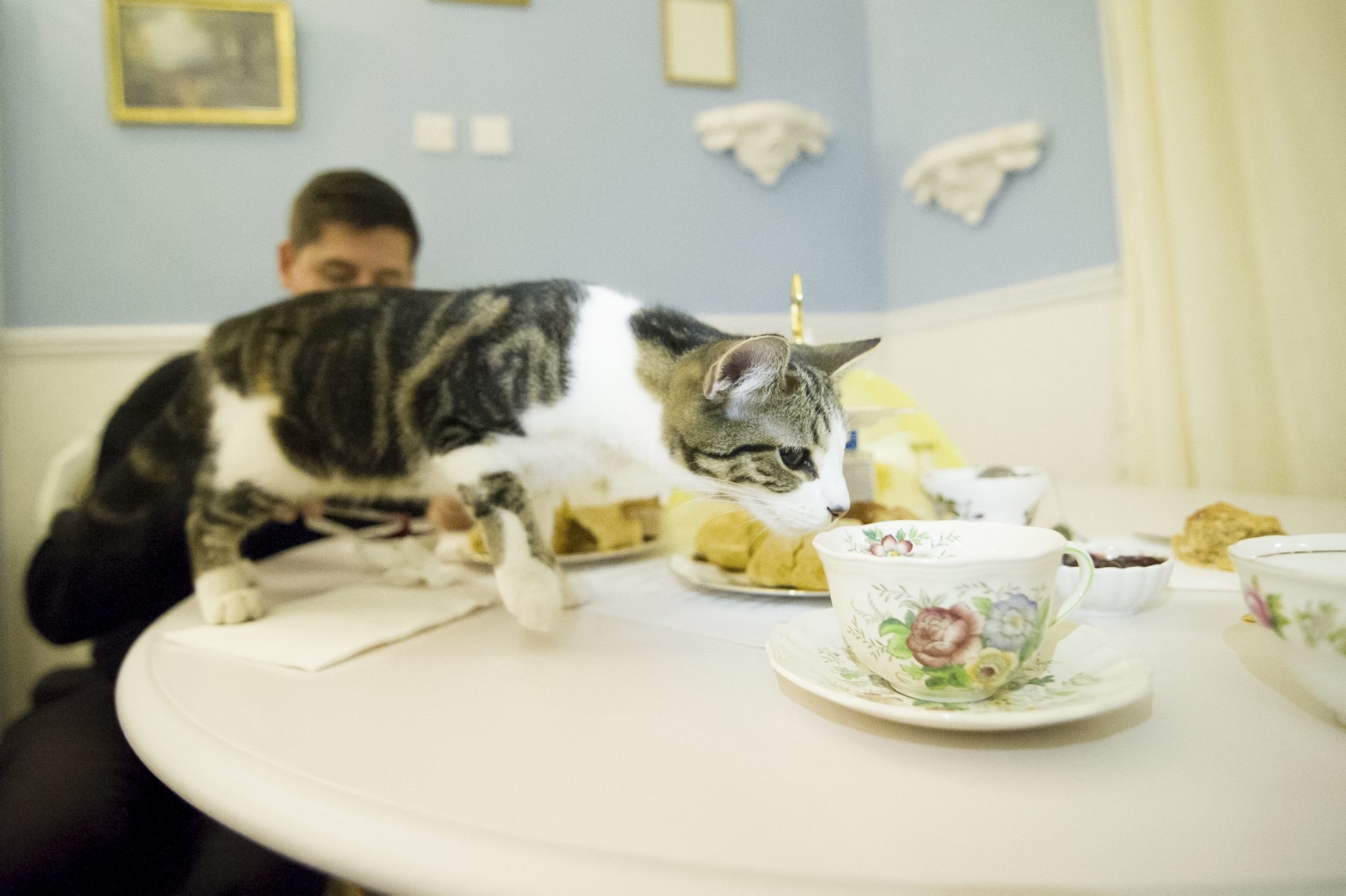 Lady Dinah’s Cat Emporium Restaurants in Shoreditch, London