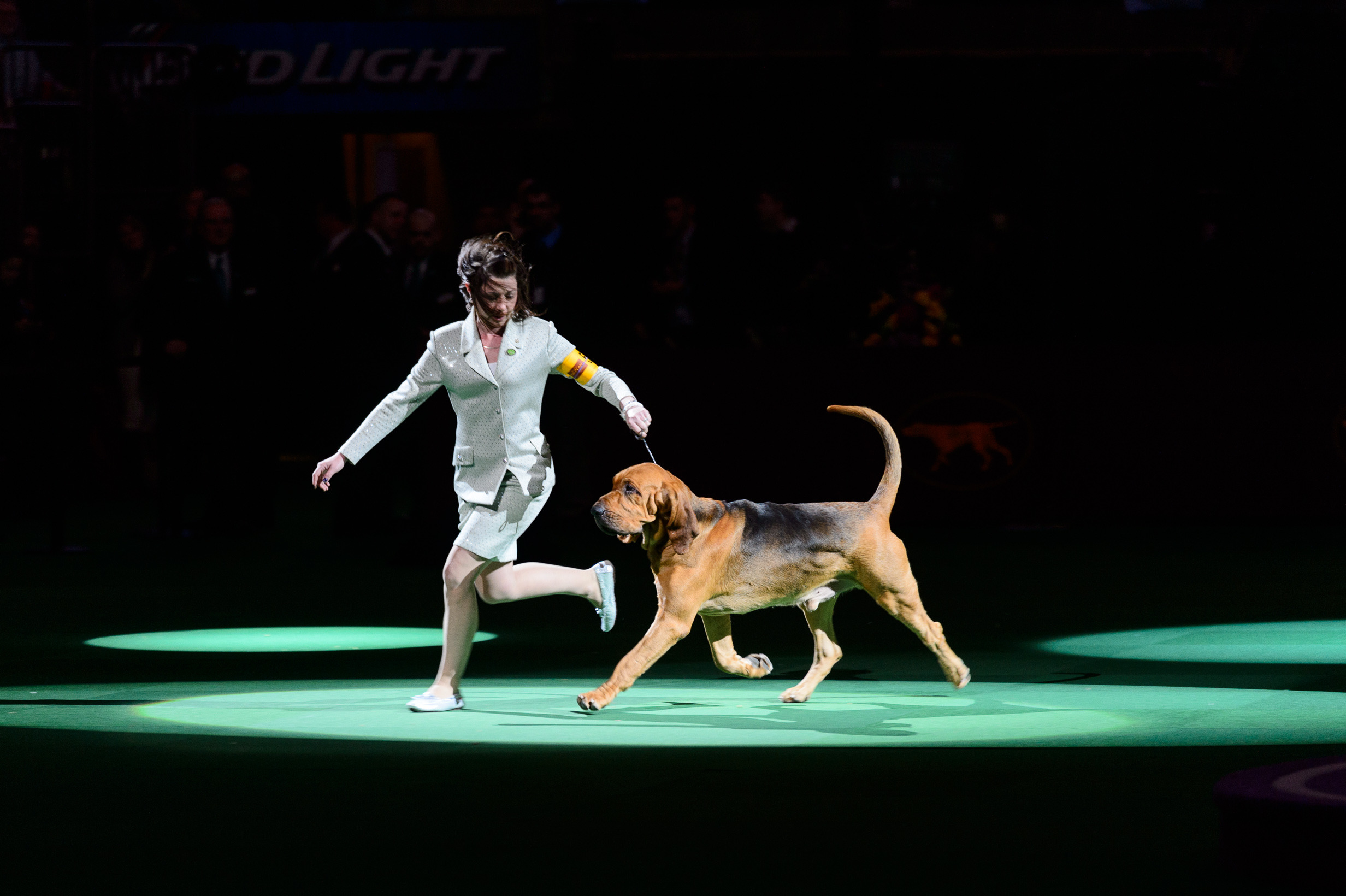 Westminster Dog Show 2020 Guide With Photos Of Cute Dogs