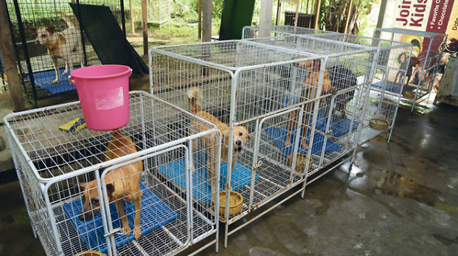 Animal NGOs in KL Malaysia Independent Animal Rescue (MIAR)