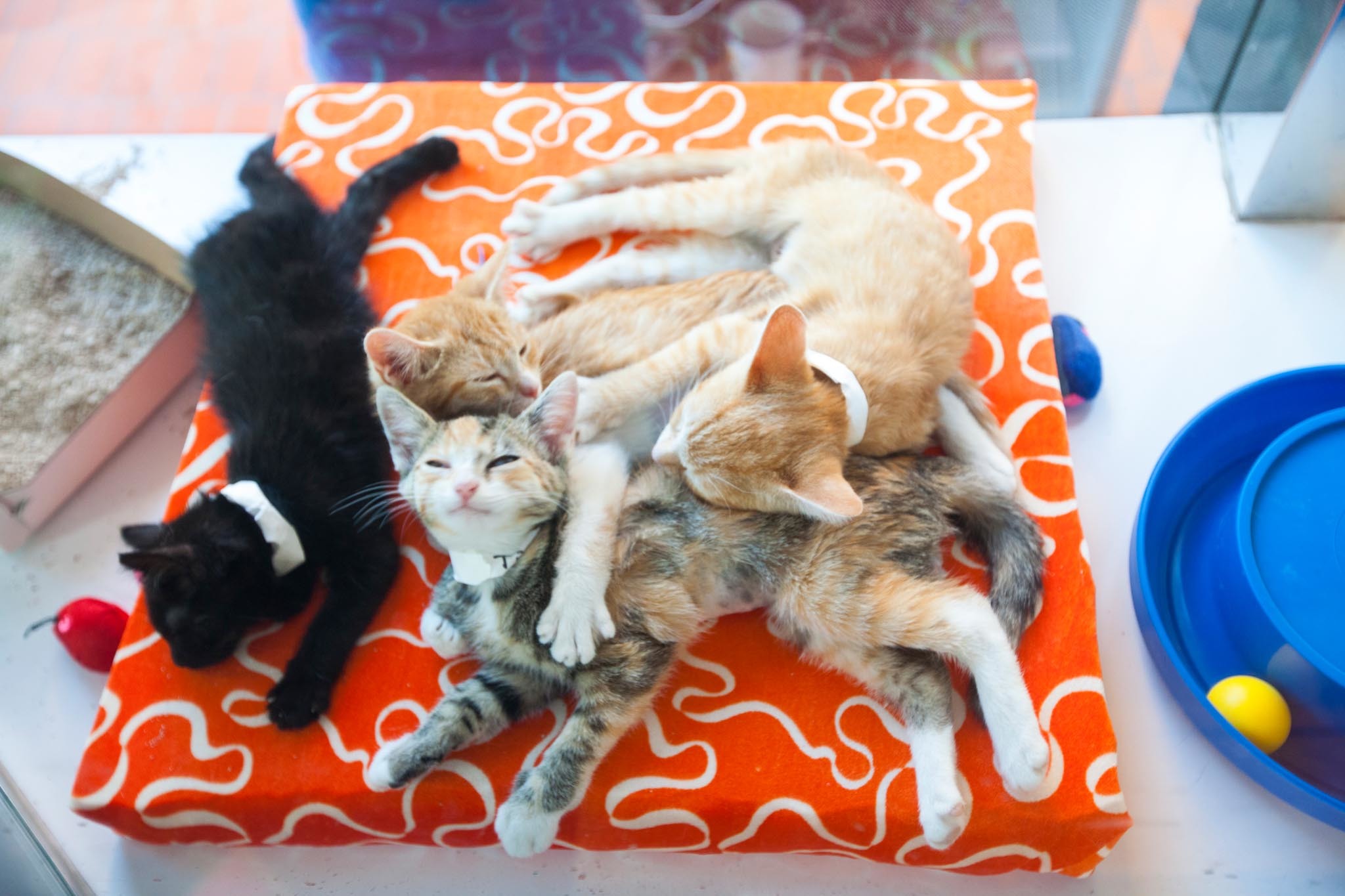 Chicago is getting its first cat café