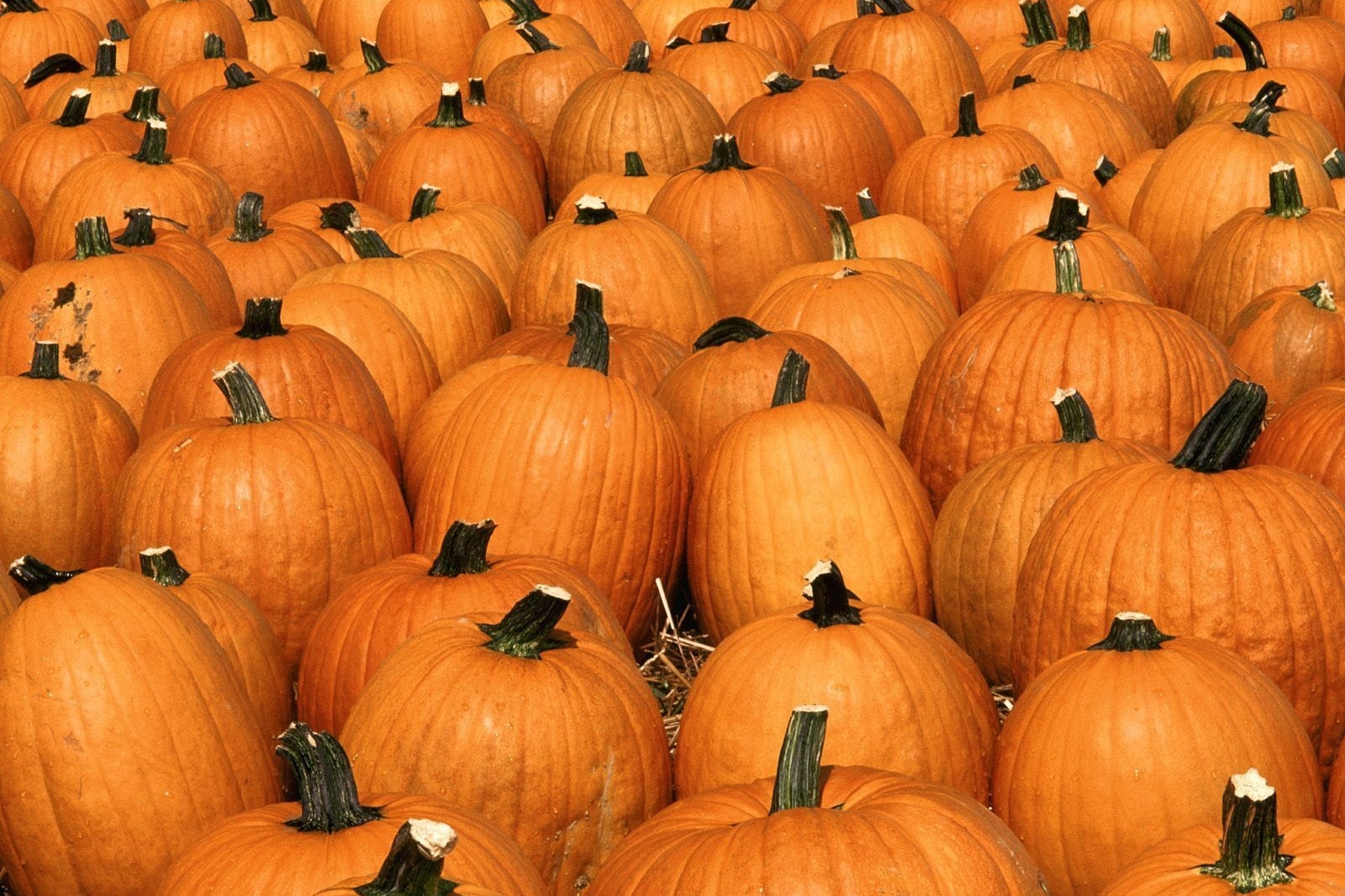 Pumpkin Patch Events 2023 Cottone And Sons Pumpkin Patch | Attractions In Torrance, Los Angeles