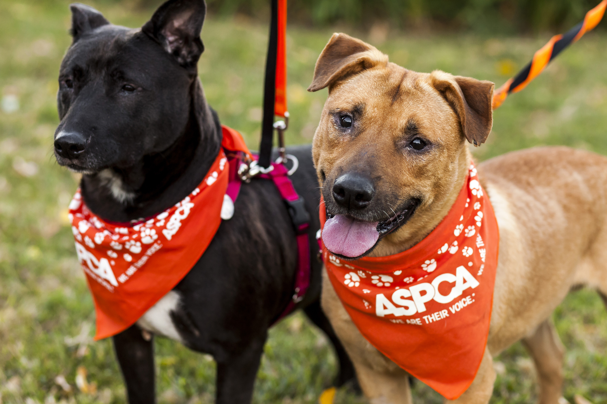 Pet adoption centers and animal shelters in NYC