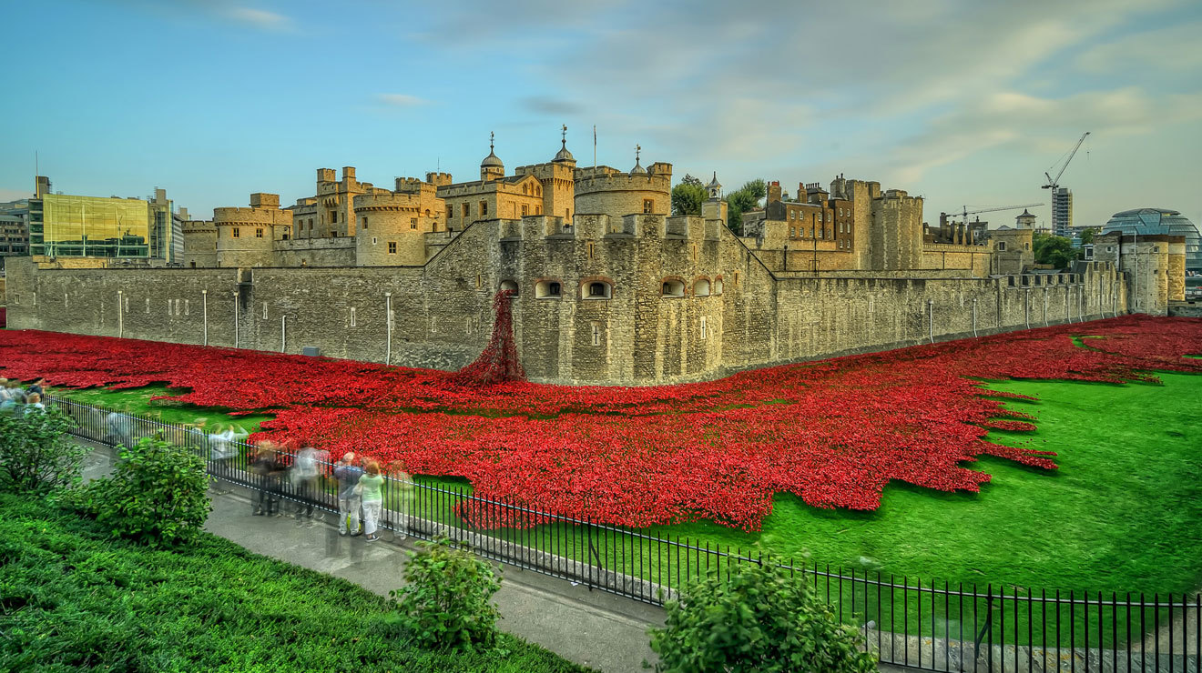 Tower Of London Poppy Flowers Best Flower Site
