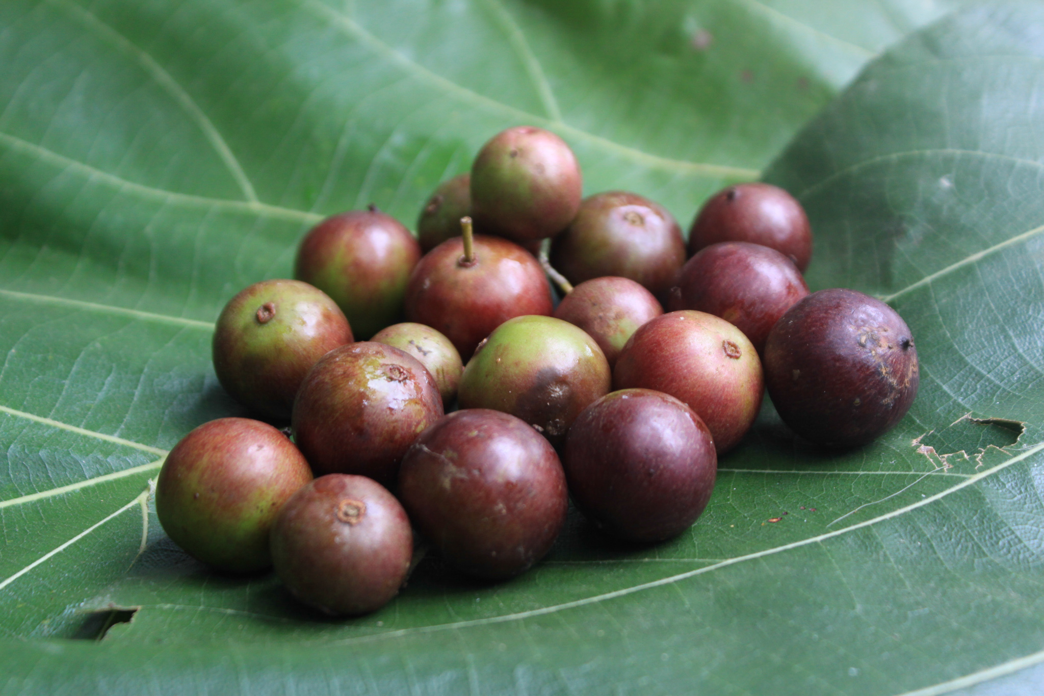 Only in Sri Lanka Quirky delights for fruit lovers