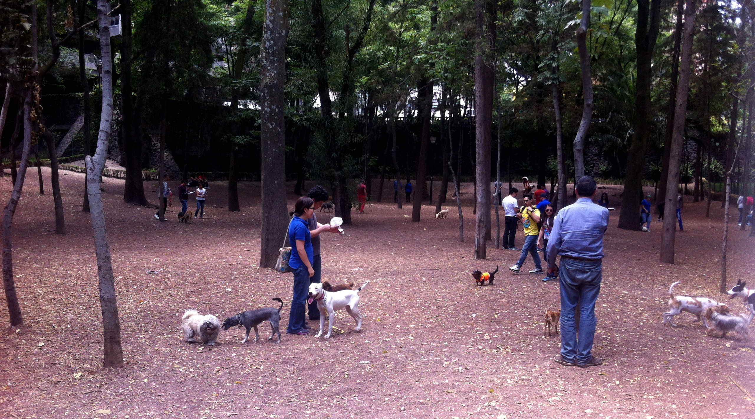 Parques para pasear con tu perro en el DF