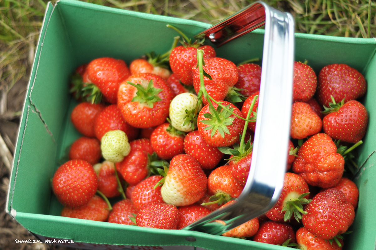 Best Strawberry Picking in New York This Season