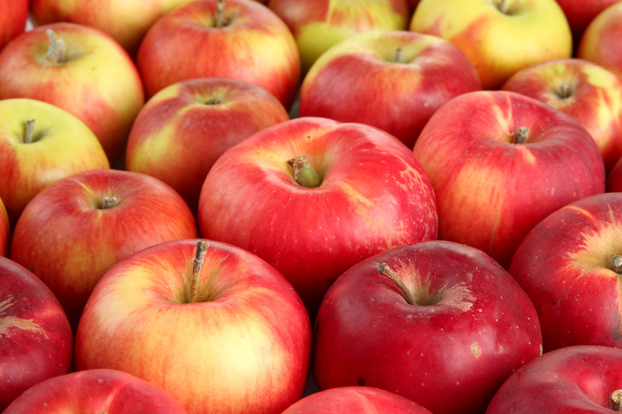 The best apple picking near NYC for kids and families