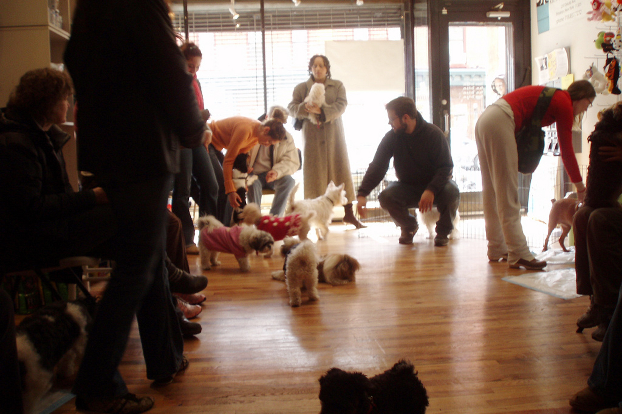 The best pet supply stores in NYC