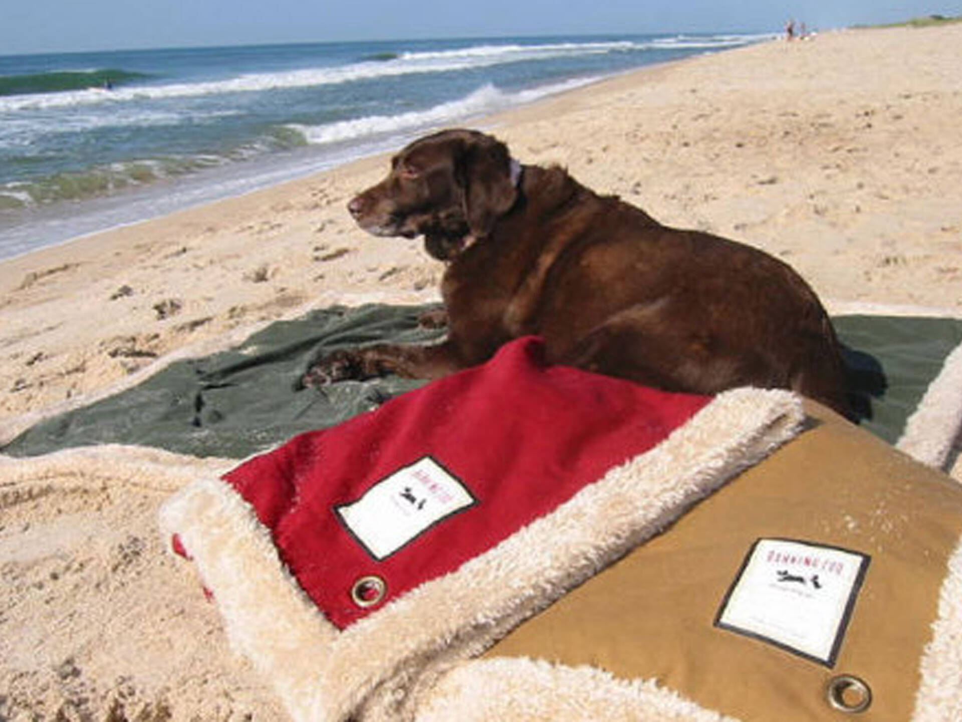 The best pet supply stores in NYC