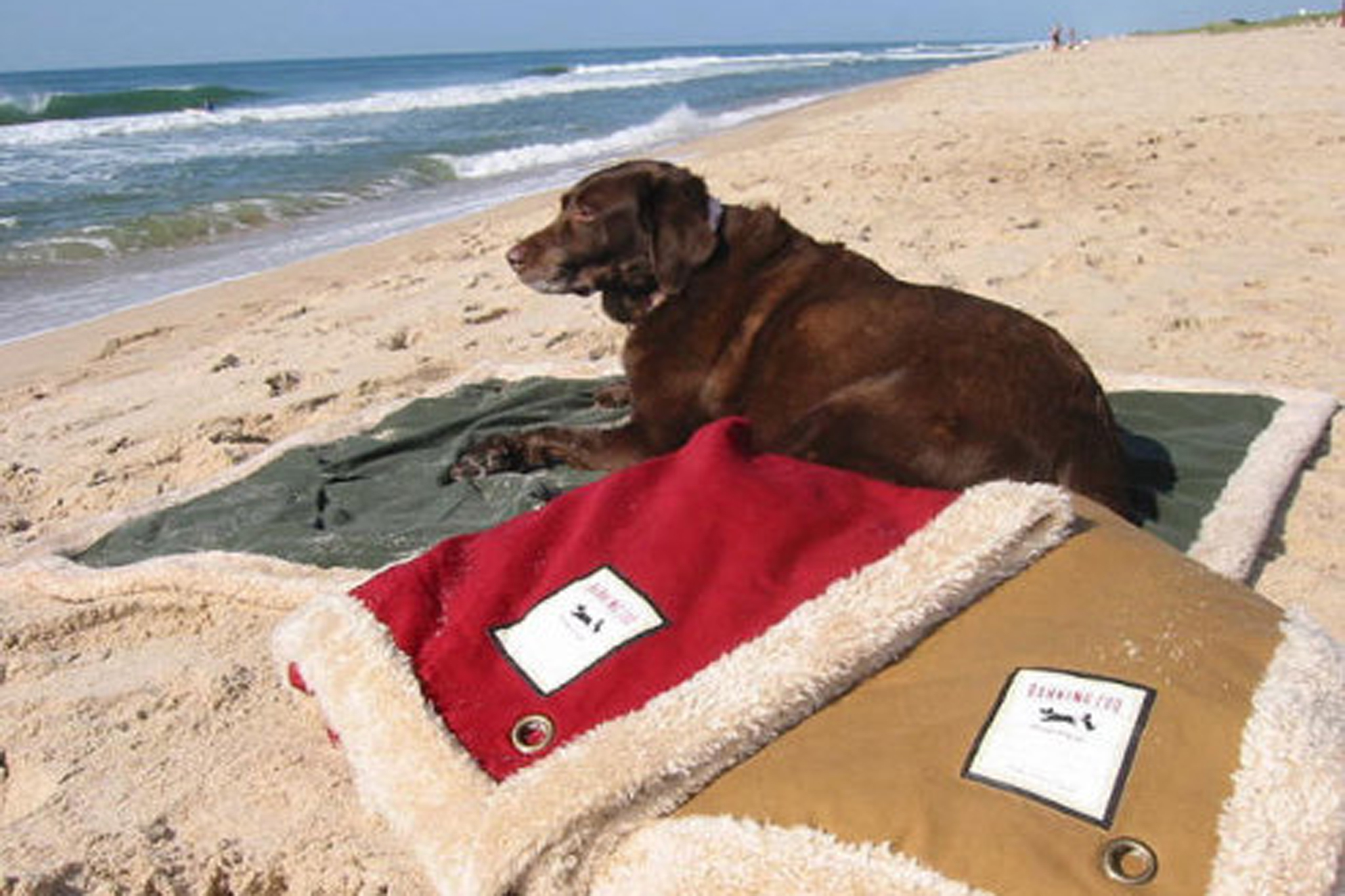 The best pet supply stores in NYC