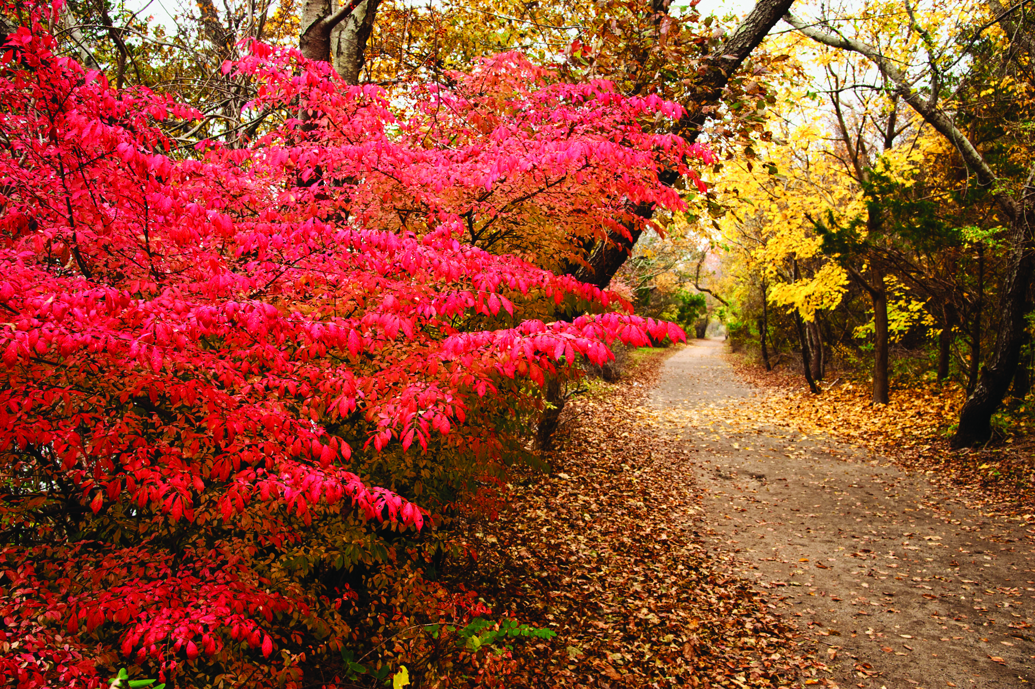New York fall foliage and leafpeeping guide for families