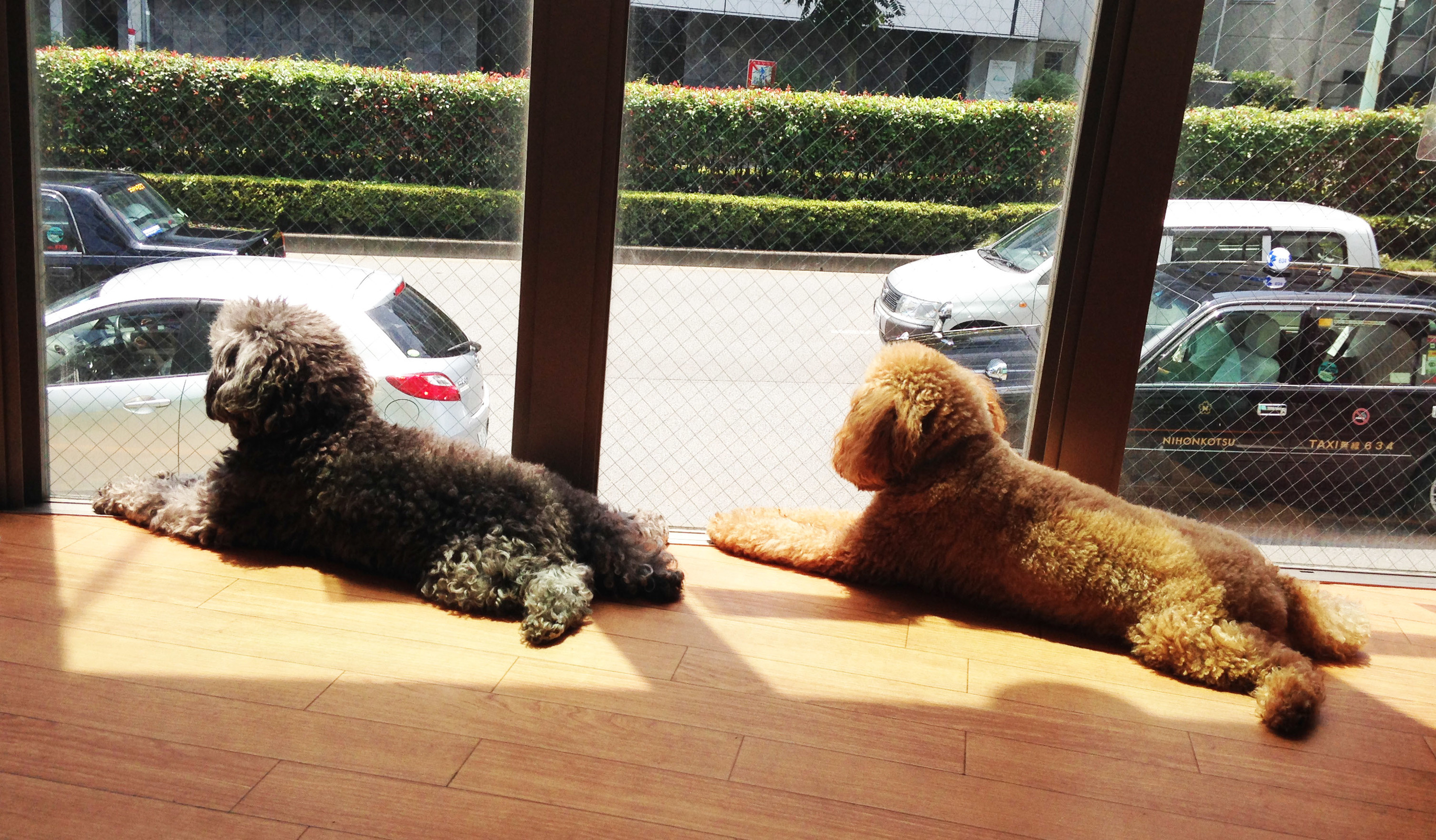 Best animal and pet cafés in Tokyo Time Out Tokyo