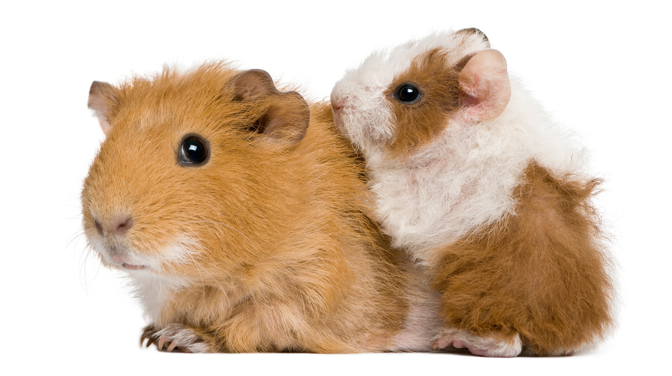 como cuidar a los cuyos tips para cuidar a tu cuyo