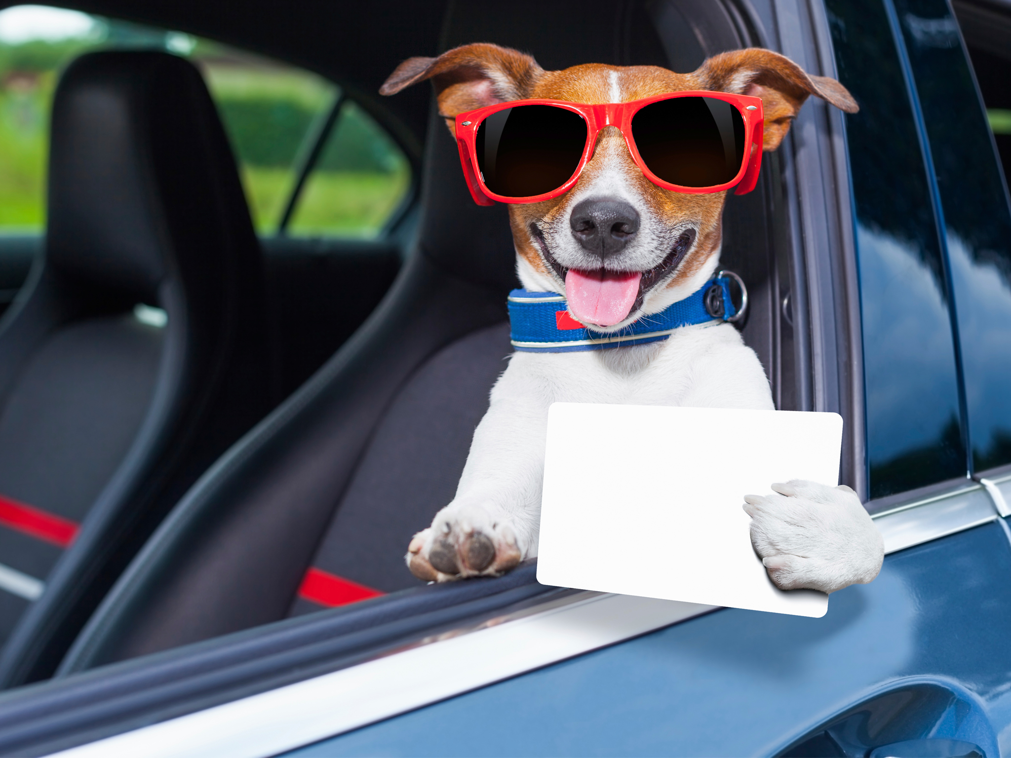 Servicio de transporte para mascotas en el DF
